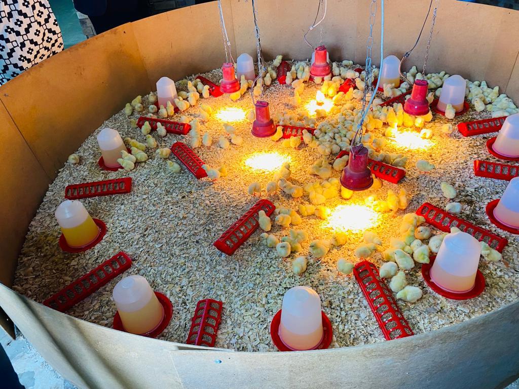 QueenAgri crop farming